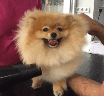 Dog Hair GIF