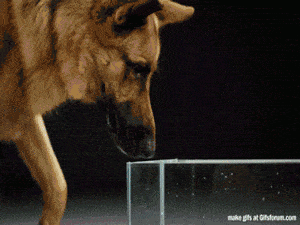 dog water GIF