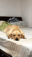 Let Sleeping Dogs Swim: Labrador 'Works Out' in Her Sleep