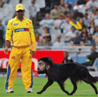 Ipl Csk GIF