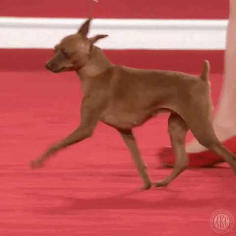Dog Show Running GIF by American Kennel Club