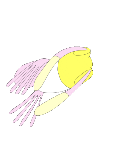 Conchi Sticker