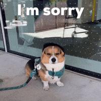 Sorry Corgi GIF