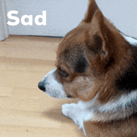 Sad Dog GIF