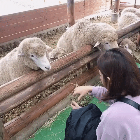 yj_jane giphygifmaker GIF