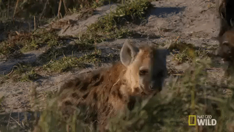 nat geo wild jump GIF by Savage Kingdom