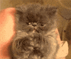 Sleepy Cat GIF