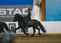 Eldhestar cool amazing horse great GIF