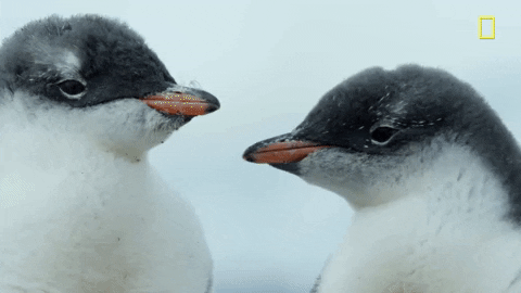 nat geo penguin GIF by National Geographic Channel