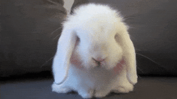 grimycvtz bunny rabbit cutie little GIF