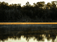 Winter Fog GIF by University of Florida