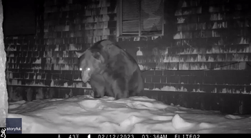 Back it Up! Black Bear Reverses Into Crawlspace in South Lake Tahoe