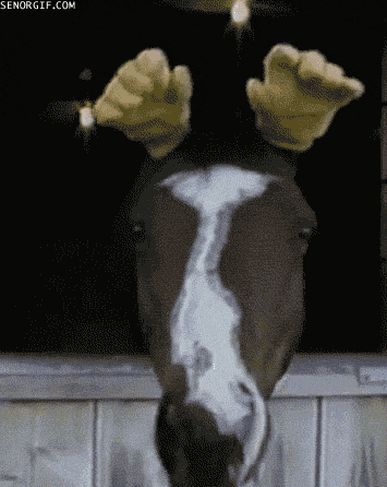 horses wtf GIF by Cheezburger
