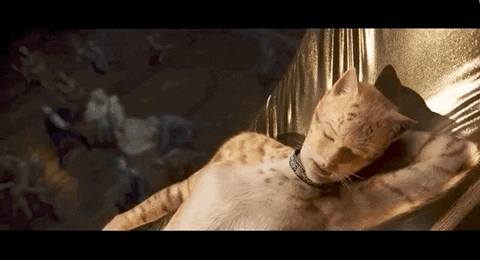 vulture giphyupload cats taylor swift GIF