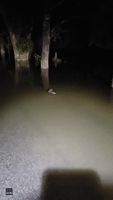 Beaver Paddles Through Floodwaters in East Tennessee Town