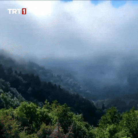 Tree Cloud GIF by TRT