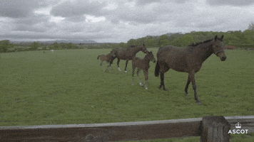 AscotRacecourse omg baby spooky surprised GIF