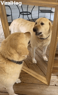 Labrador Finds New Enemy in Reflection