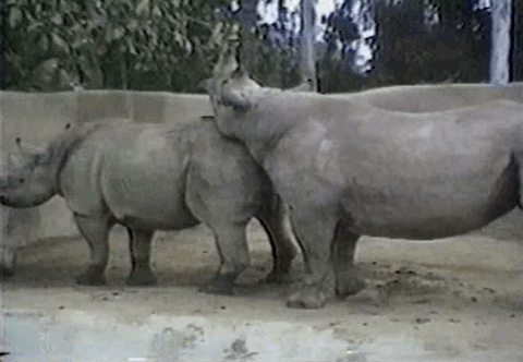 Rhino Butts GIF by America's Funniest Home Videos