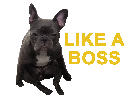 like a boss dog Sticker by Tales&Tails