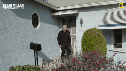 Dogwhisperer GIF by National Geographic Channel