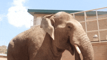 Houston Zoo Welcomes New Bull Elephant With 'Big Personality'