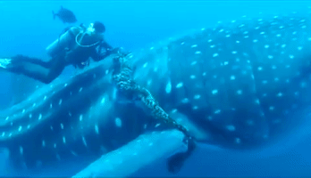 Whale Shark Rescue