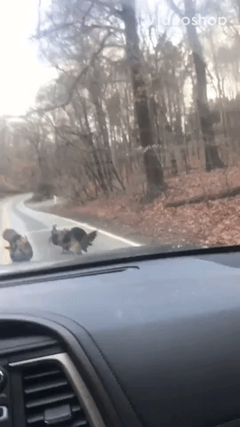 Stubborn Turkeys Block Road in Sewickley, Pennsylvania