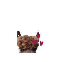Big Hair Love Sticker by Avon Valley Adventure & Wildlife Park
