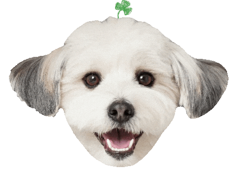 seoldal giphyupload happiness happydog dalpic Sticker