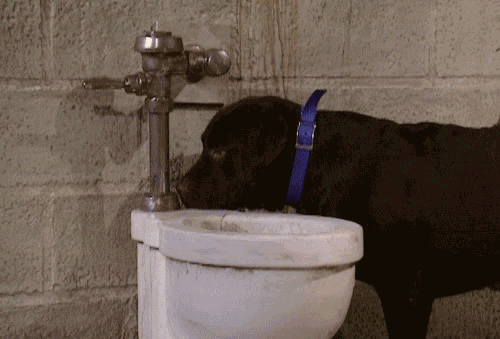 dog toilet GIF