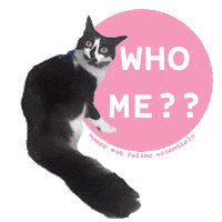 happycatvancouver cat happycat whome Sticker