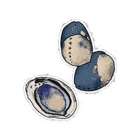 Fauna Abalone Sticker by Parks Conservancy