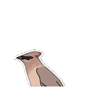 Bird Fauna Sticker by Parks Conservancy