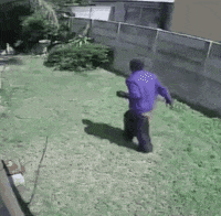 dog running GIF