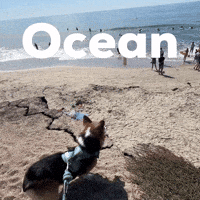 Ocean Corgi GIF
