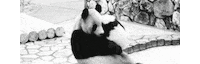 panda bear hug GIF