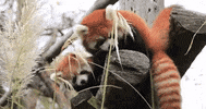 Woodlandparkzoo animals adorable twins cute animals GIF