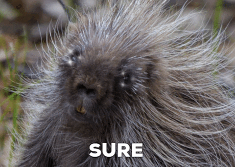 Rodent What GIF by U.S. Fish and Wildlife Service