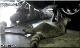 seor mechanic duty reporting GIF