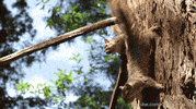 dogs squirrels GIF by KQEDScience