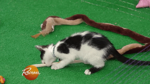 adopt north shore animal league GIF by Rachael Ray Show
