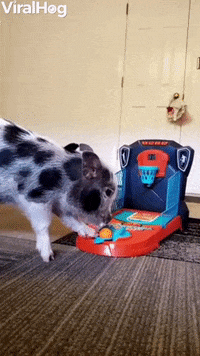Crispy The Piglet Drains Toy Basketball Shot GIF by ViralHog