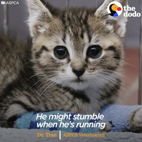 kitten GIF by The Dodo