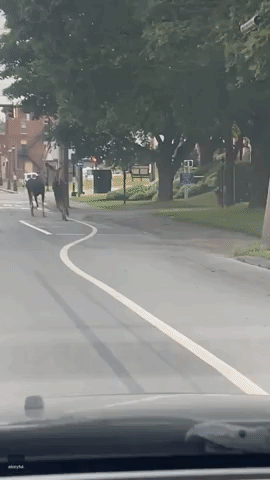 Moose Spotted Running Through Streets of Houlton, Maine
