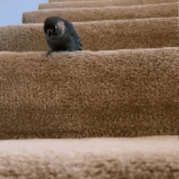 Jump Jumping GIF