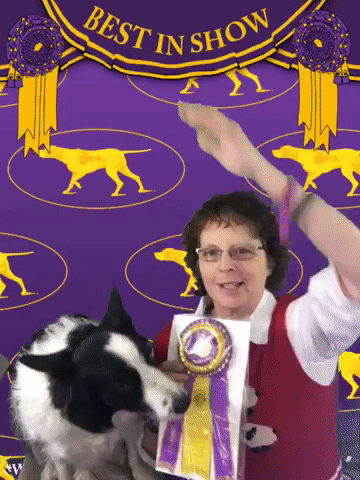 wkcdogshow GIF by Westminster Kennel Club