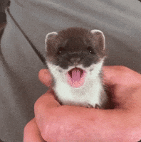 Ferret Cute Animal GIF by Extreme Improv
