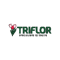 Triflor tulips tulpen tulp triflor Sticker