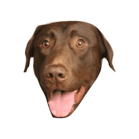 vsem giphygifmaker Sticker